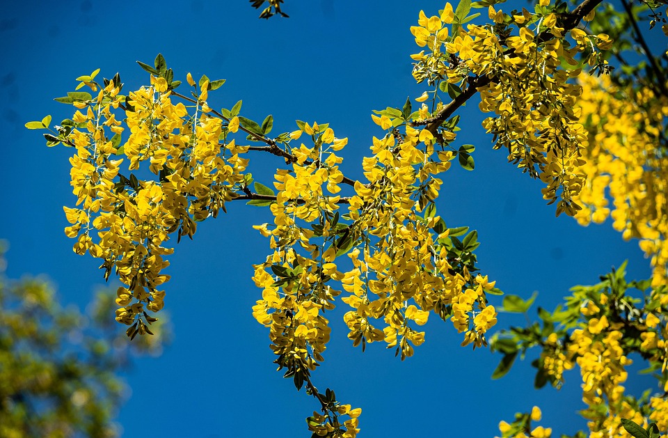 Golden Chain Tree Goldregen Kostenloses Foto auf Pixabay