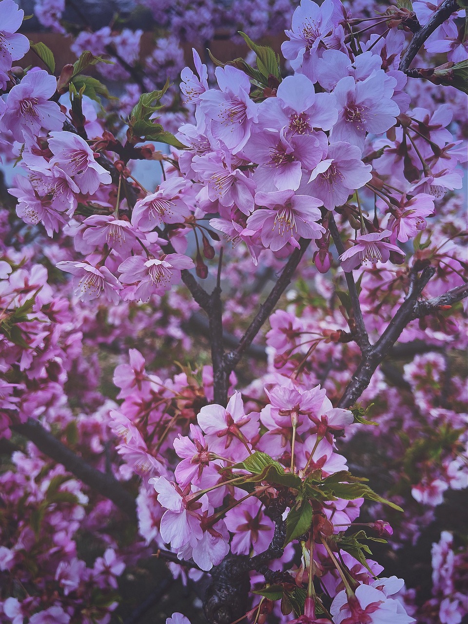 Blooming Blossoms Branches Free Photo On Pixabay Pixabay blooming-blossoms-branches-free-photo-on-pixabay-pixabay