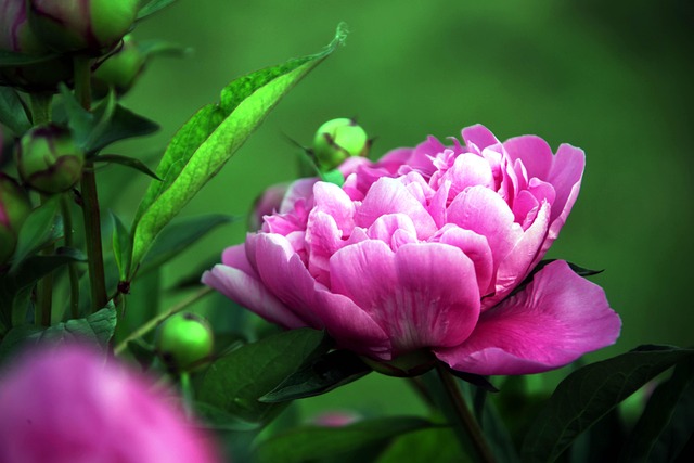 꽃 모란 분홍색 핑크 - Pixabay의 무료 사진 - Pixabay