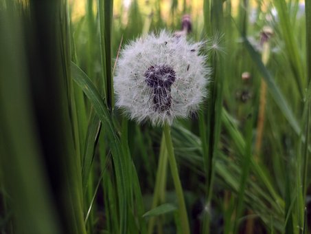 Free Dandelion Spring Moldova Green photo and picture