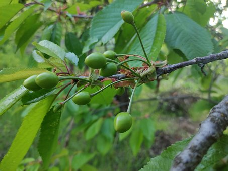 Free Cherry Tree photo and picture