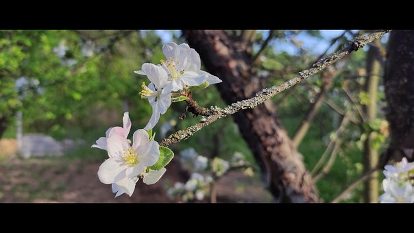 Free Flower Apple photo and picture
