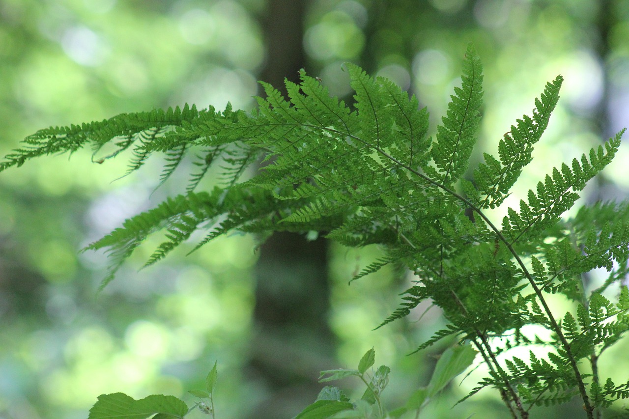 蕨类 植物 森林 - Pixabay上的免费照片 - Pixabay