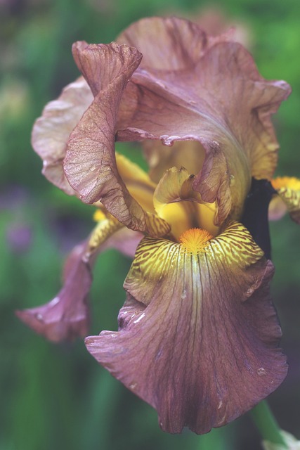 Flor, Grande, Naturaleza, Púrpura, Macro