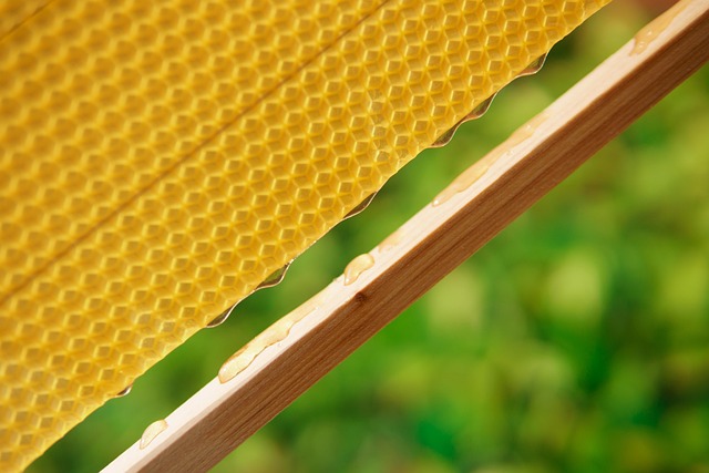 Free Honey Honeycomb photo and picture