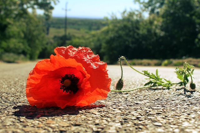 Free Poppy Flower photo and picture
