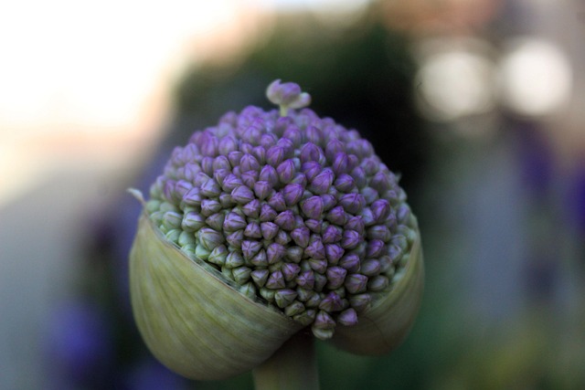 Free Flower Allium photo and picture