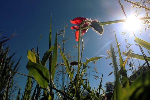 Free Poppies Meadow photo and picture