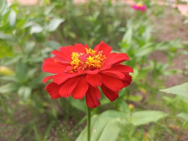 Free Flower Chrysanthemum photo and picture