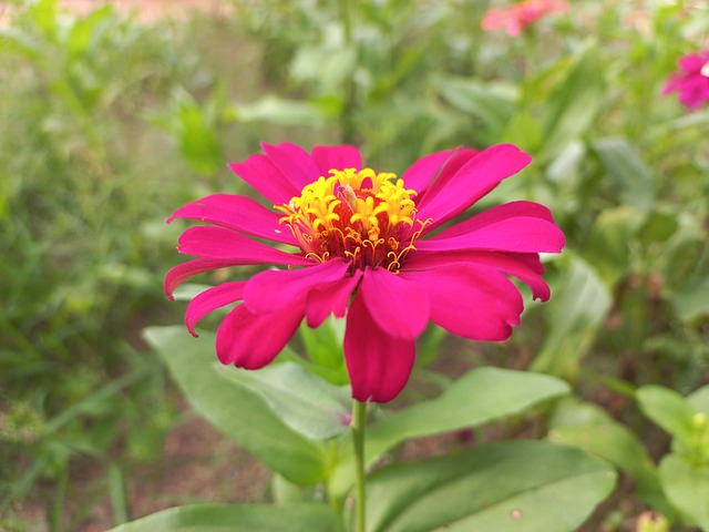 Free Flower Chrysanthemum photo and picture