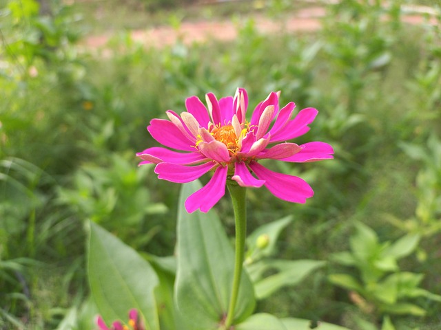 Free Flower Chrysanthemum photo and picture