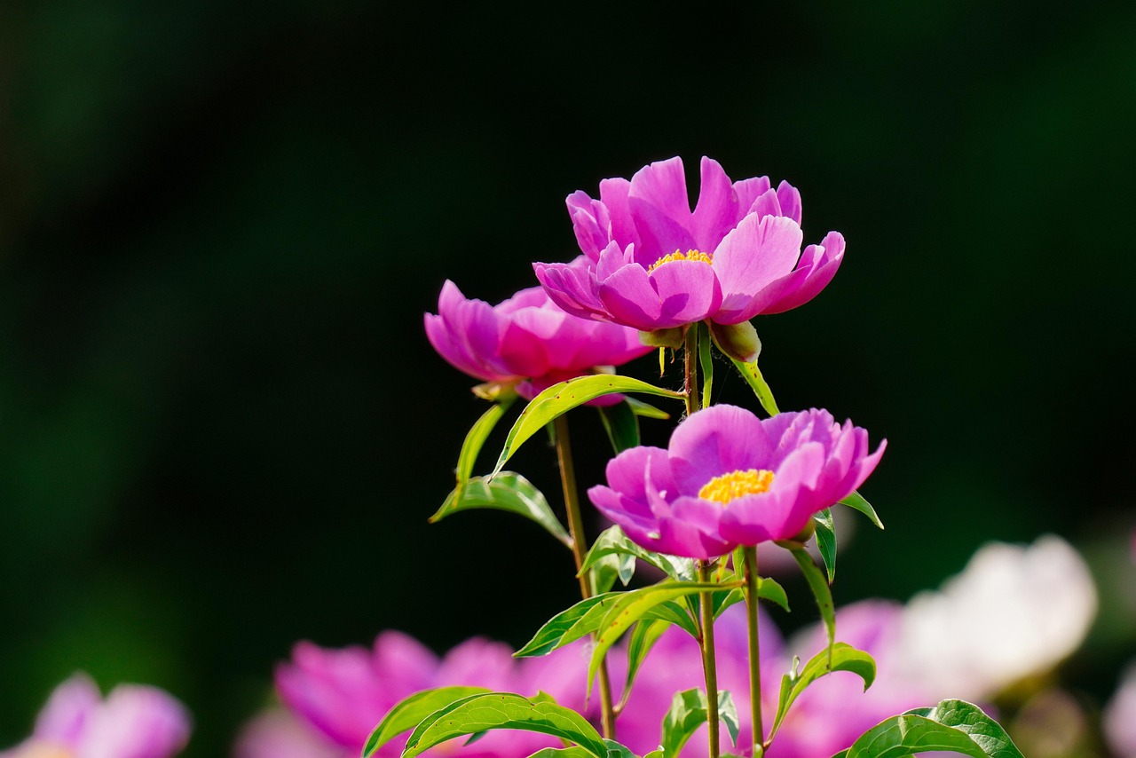 3,000개 이상 무료 Peony 및 모란 사진 - Pixabay