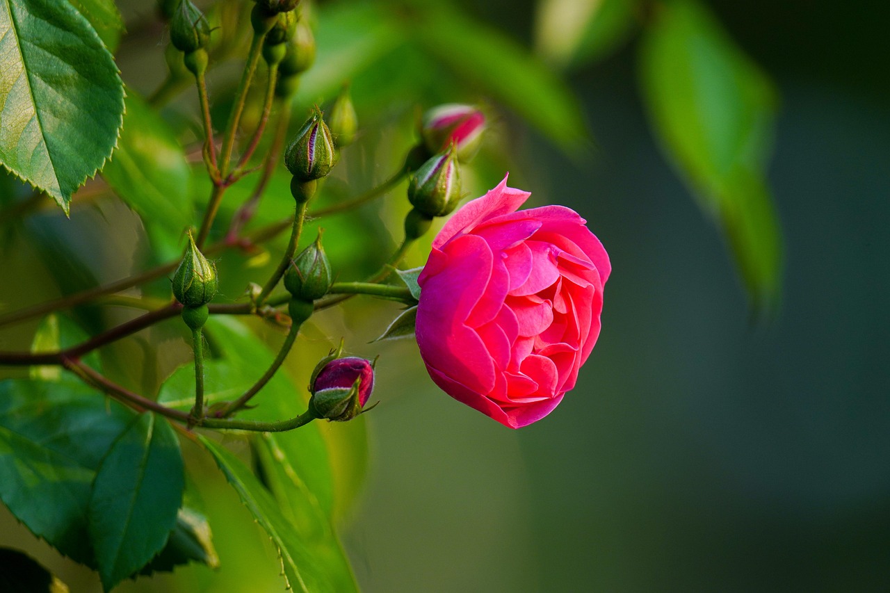 https://cdn.pixabay.com/photo/2022/05/19/13/25/rose-7207387_1280.jpg