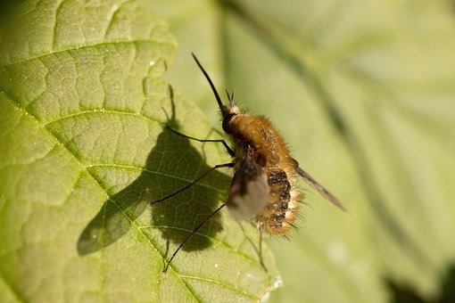 Insekt, Entomologi, Makro, Tæt På, Natur