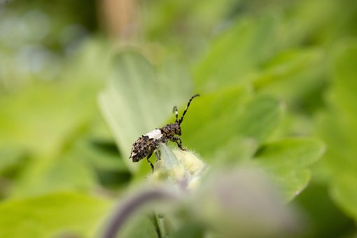 Bille, Insekt, Bug, Have, Natur, Dyr