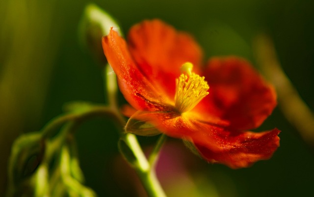 Free Flower Blossom photo and picture