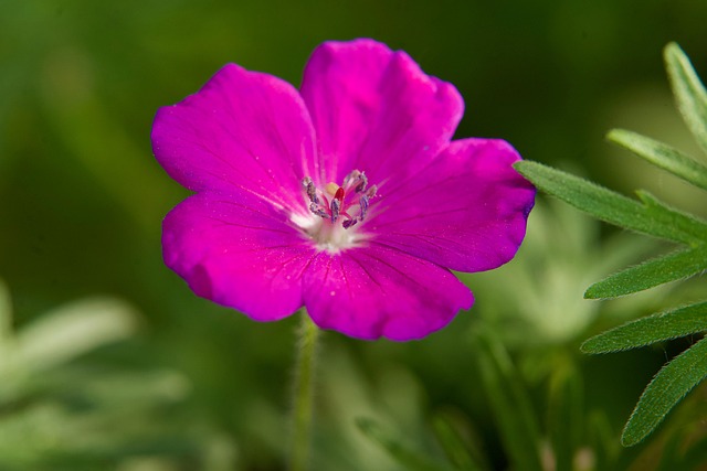 Free Pink Flower Flower photo and picture