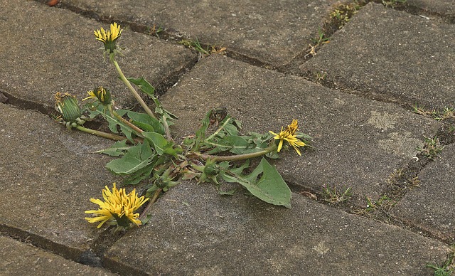 common dandelion, resilience, beautiful flowers, flower wallpaper, pavement, nature, road, flower, flower background, plant, dandelion, blossom, bloom, taraxacum, spring, urban