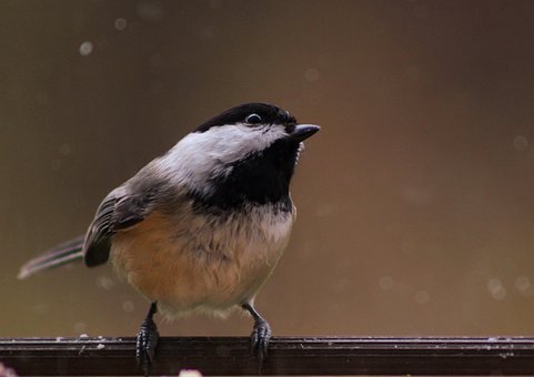 200+ Free Chickadee & Bird Images - Pixabay