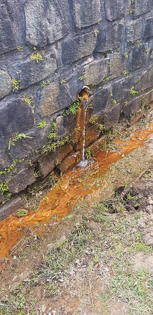 Agua, Natur, Plass, Roça, Gård, Busk