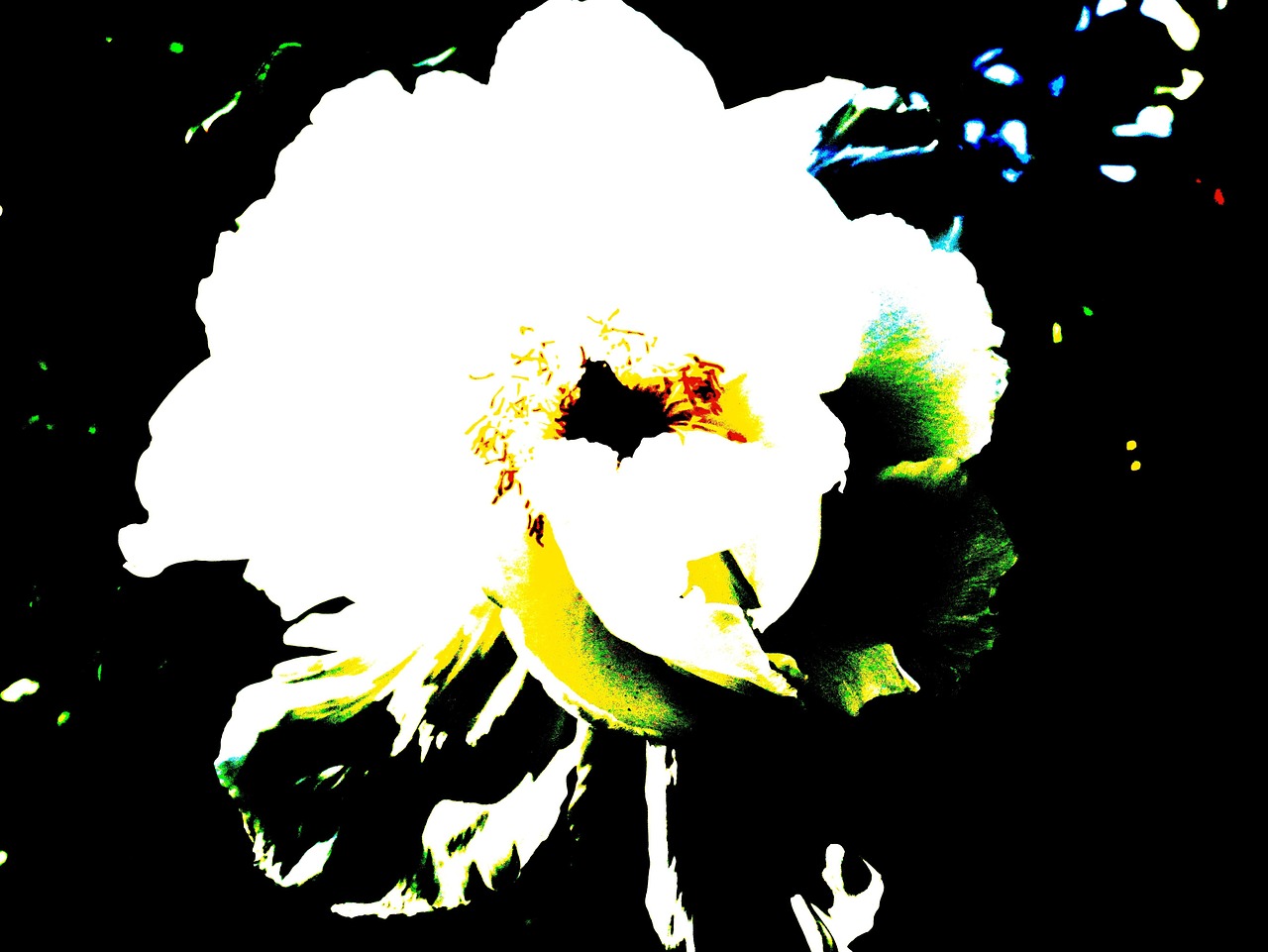 모란 번성 하얀색 - Pixabay의 무료 사진 - Pixabay