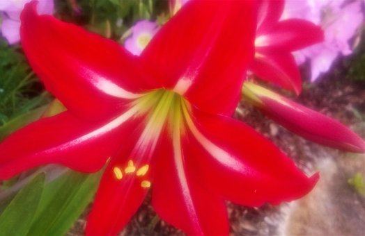 Free Red Plant photo and picture