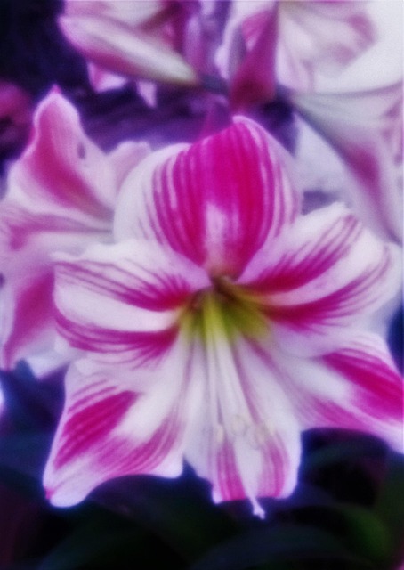 Free Flower Plant photo and picture