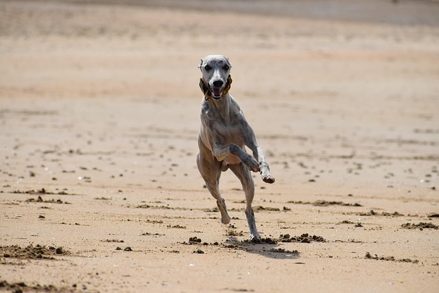 Free Dog Beach photo and picture