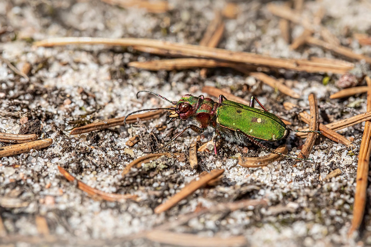 Arena Insecto Naturaleza - Foto gratis en Pixabay - Pixabay