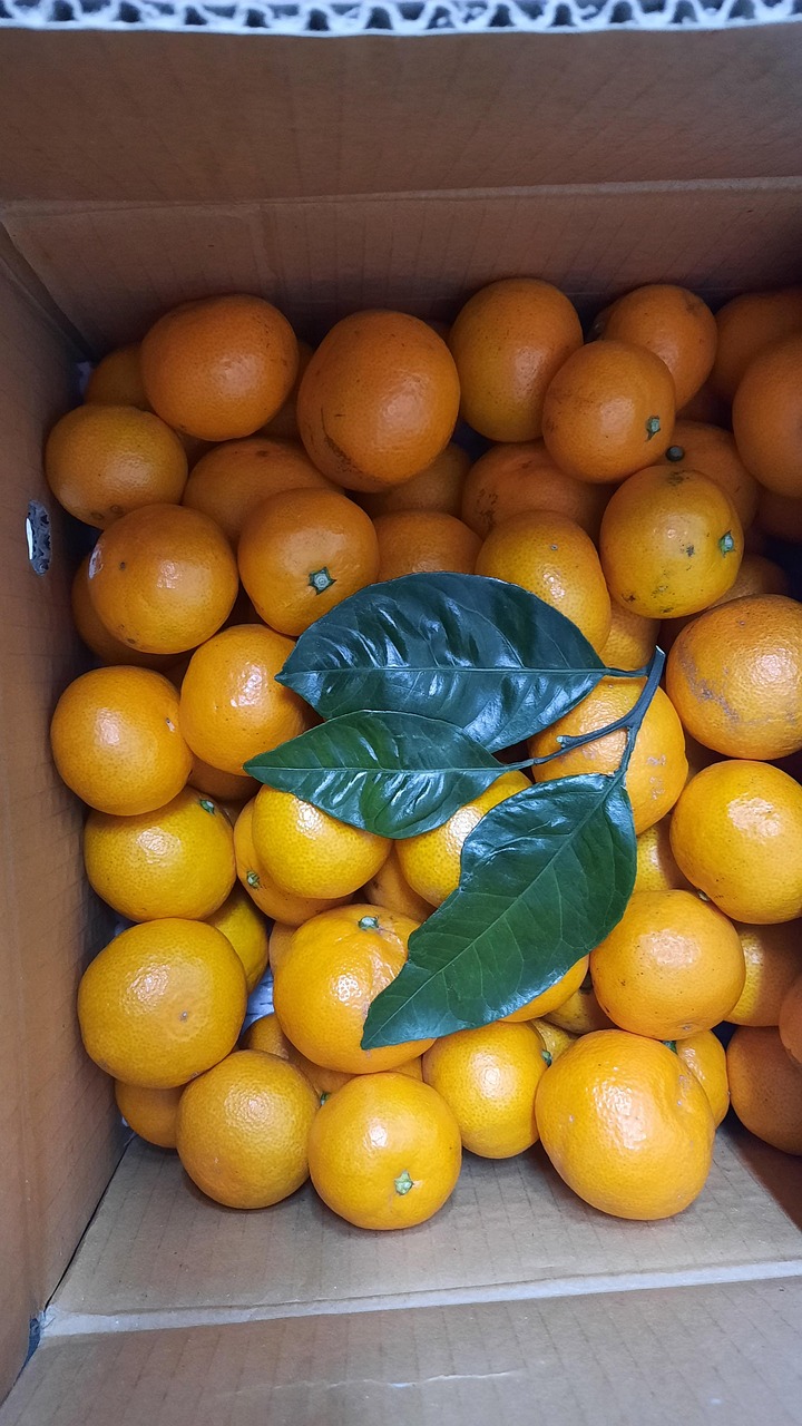 Mandarin Jeju Tangerine Fruit Free photo on Pixabay Pixabay