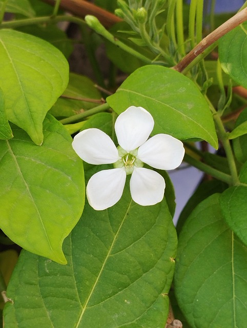 Weiß, Blumen, Natur, Frühling, Blühend