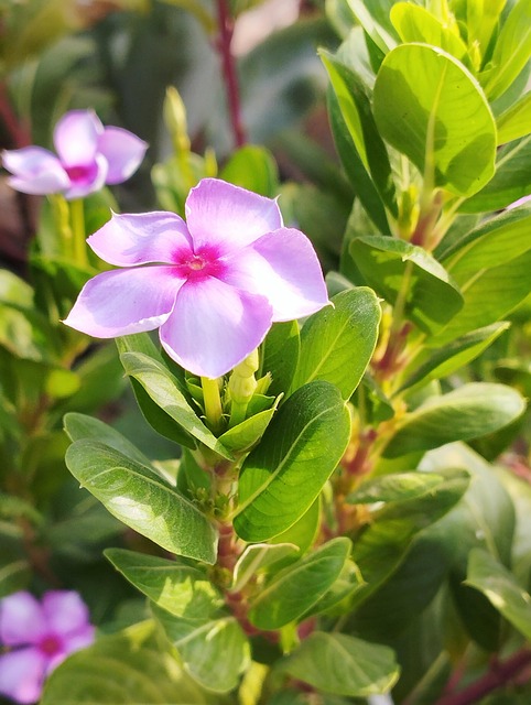 Immergrün, Blumen, Rosa, Blüte, Schöne