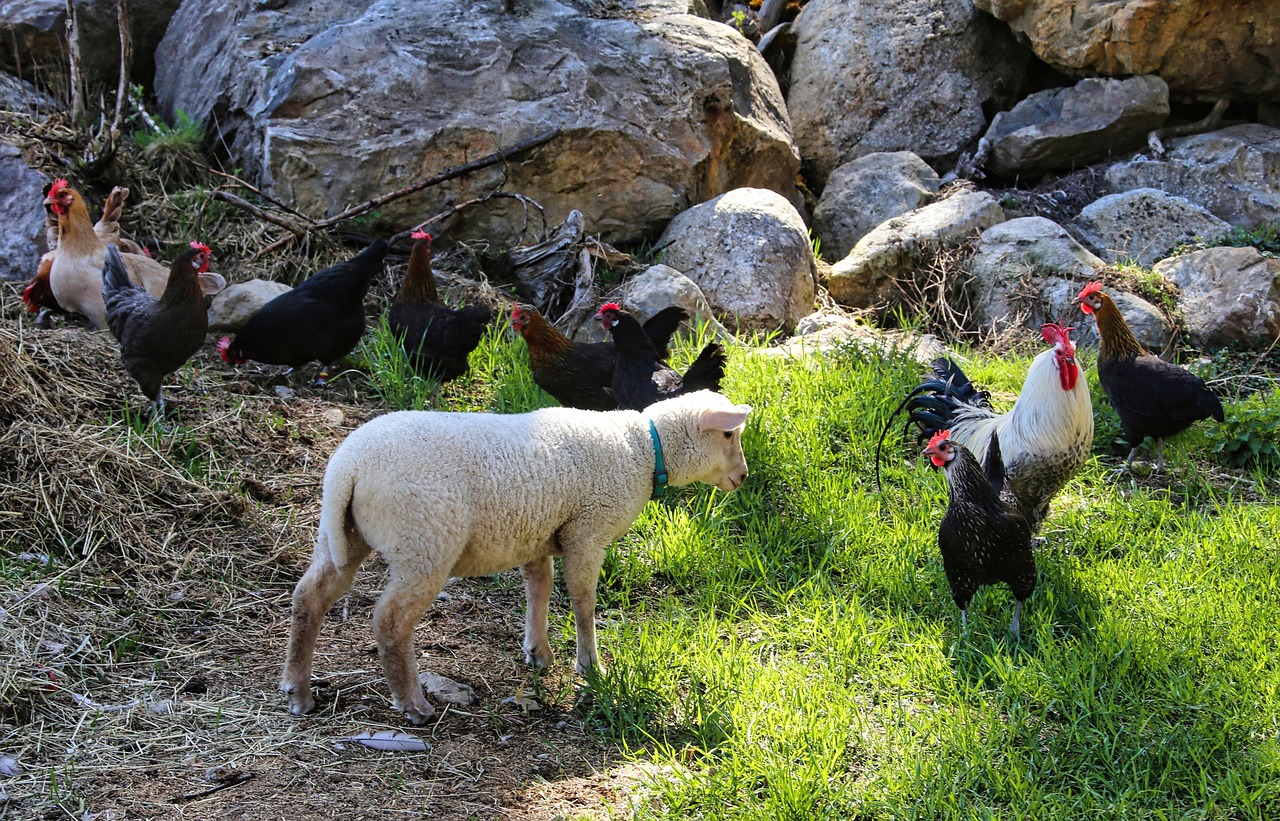 Sheep Chicken Poultry Farm - Free photo on Pixabay - Pixabay