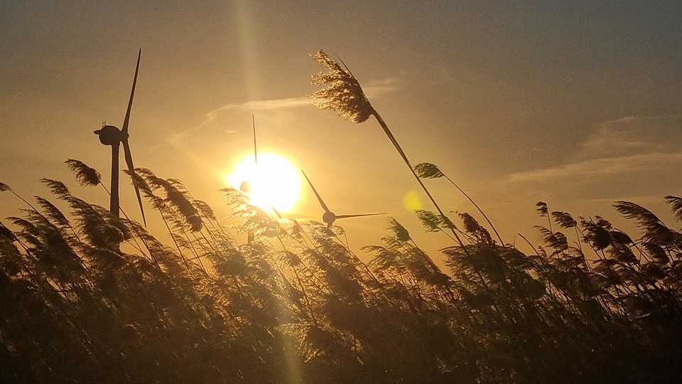 Sunset Reeds Reed Reeds Sunset - Free photo on Pixabay - Pixabay
