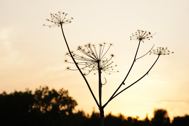 Free Flowers Meadow photo and picture