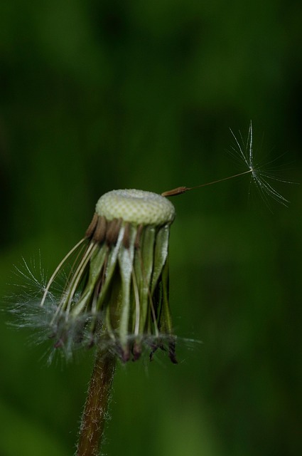 Free Dandelion Flower photo and picture