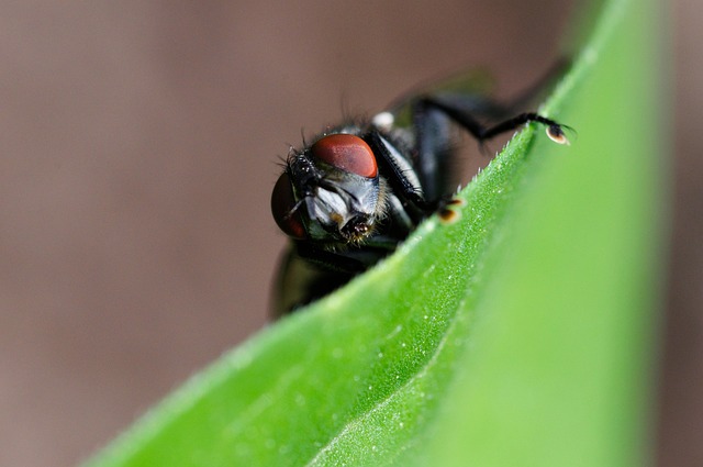 Free Fly Bug photo and picture