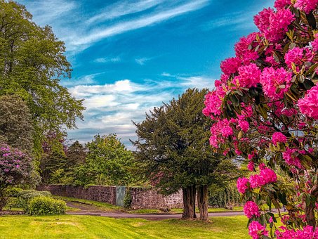 Free Lawn Flowers photo and picture
