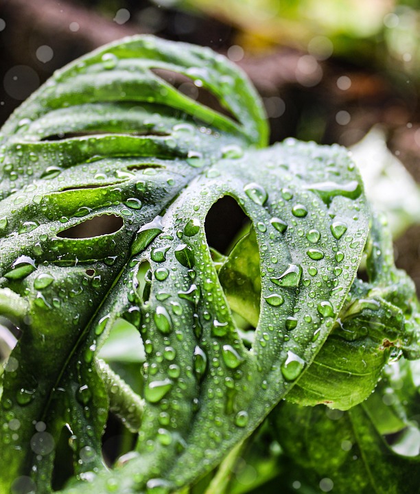 龟背竹 露滴 植物 - Pixabay上的免费照片 - Pixabay