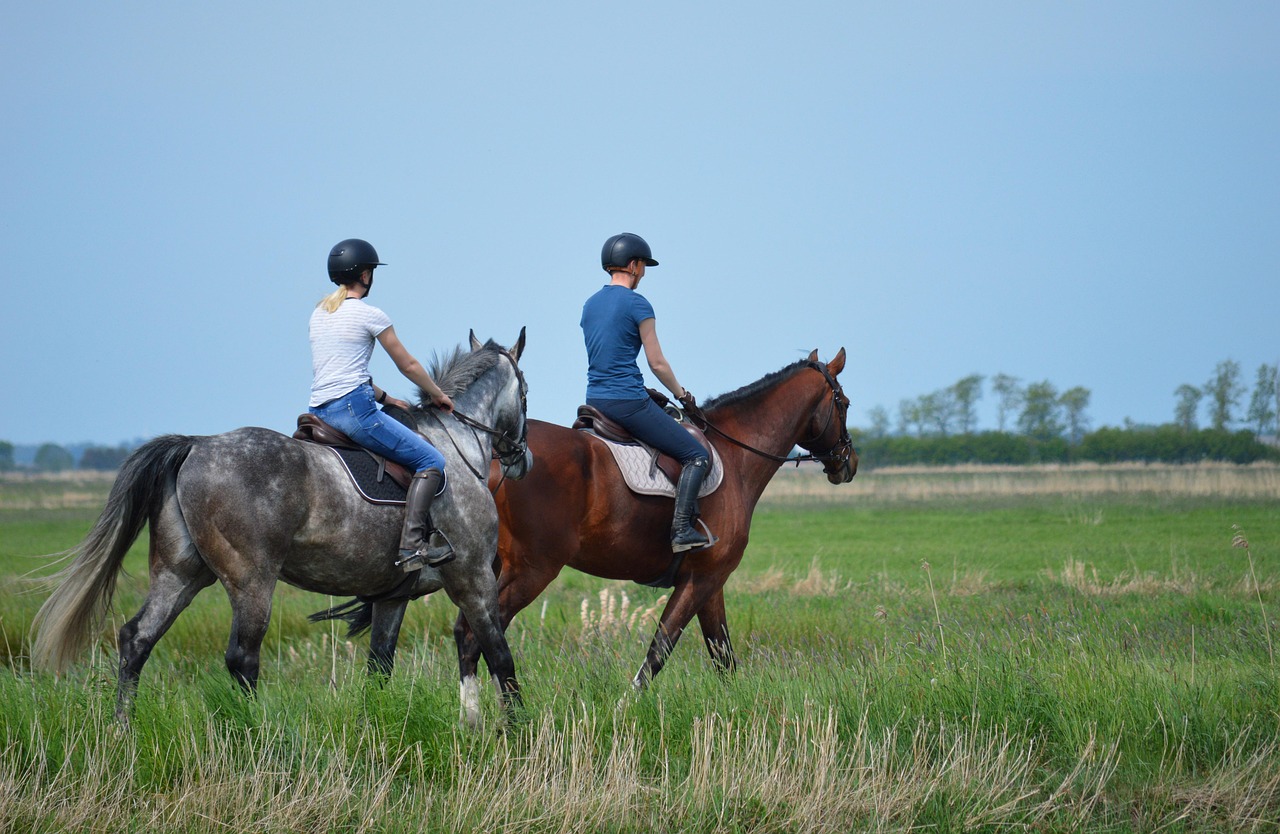 Best Riding Animals Horses Horse Riding Animals - Free photo on Pixabay