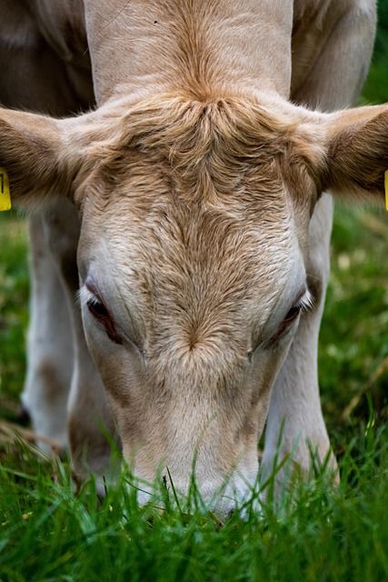 Free Cow Animal photo and picture