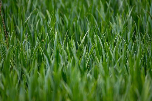 Free Wheat Field Agriculture photo and picture