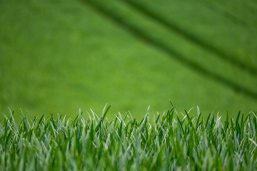 Free Wheat Field photo and picture