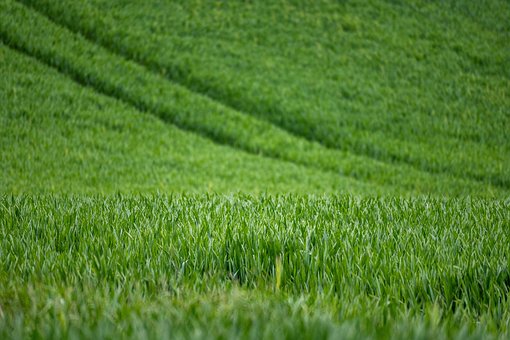 Free Wheat Agriculture photo and picture