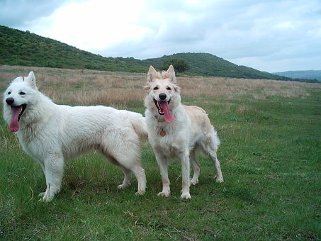 Free Dog White photo and picture
