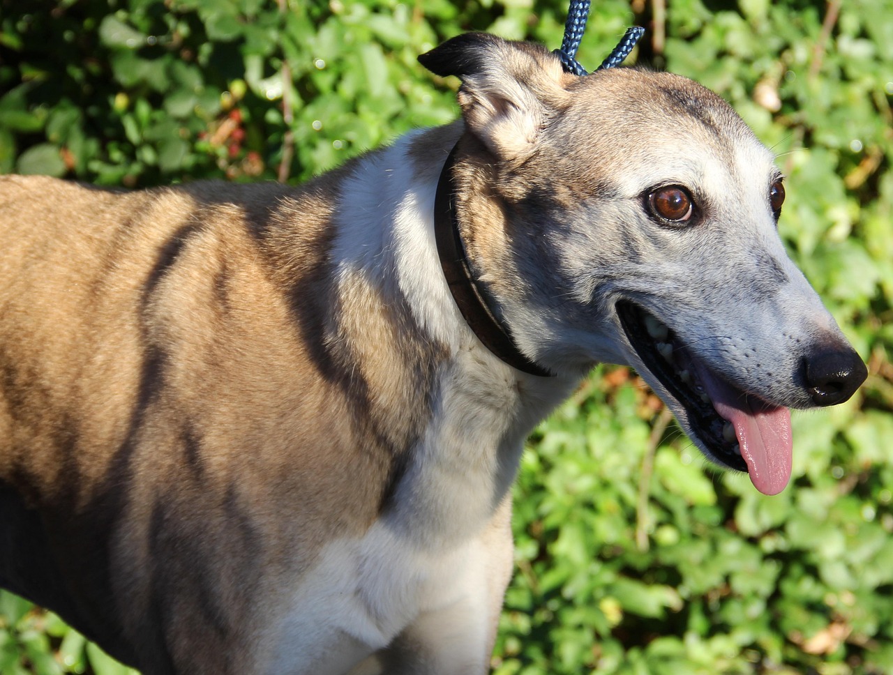 greyhound-dog-free-photo-on-pixabay-pixabay
