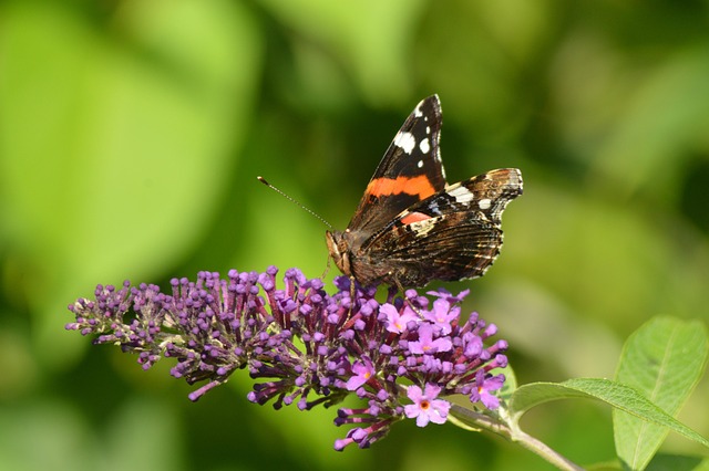 Free Butterfly Bush Beautiful Flowers photo and picture