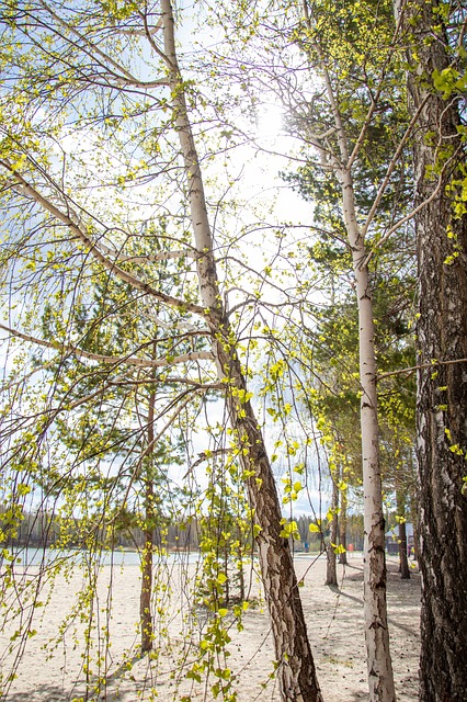 Free Birch Tree photo and picture