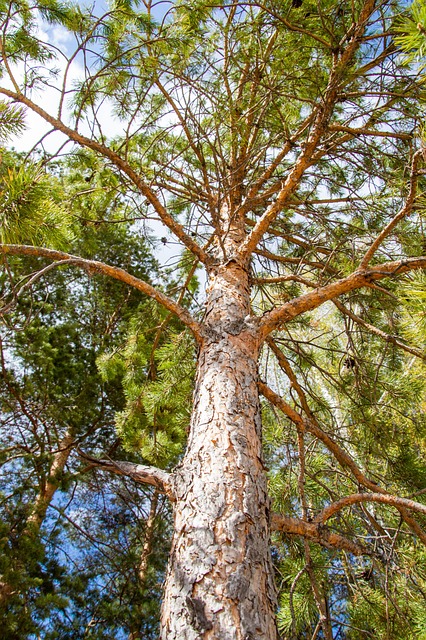 Free Spring Pine Tree photo and picture