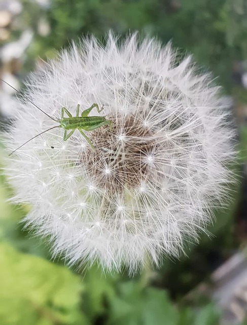 Mælkebøtte, Blomst, Plante, Flora, Natur